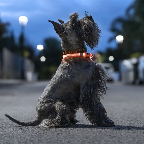 Κολάρο LED για Κατοικίδια Ζώα Petlux InnovaGoods